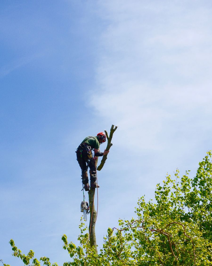 Arborista certificado trepando en altura