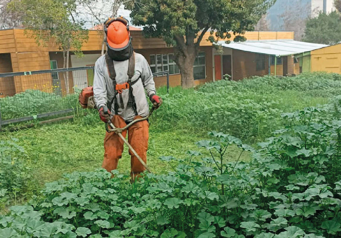 Tala y poda_DESMALEZADO DE TERRENOS-01