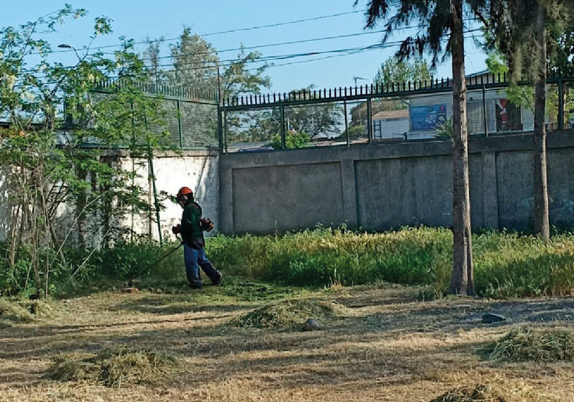 Tala y poda_DESMALEZADO DE TERRENOS-03