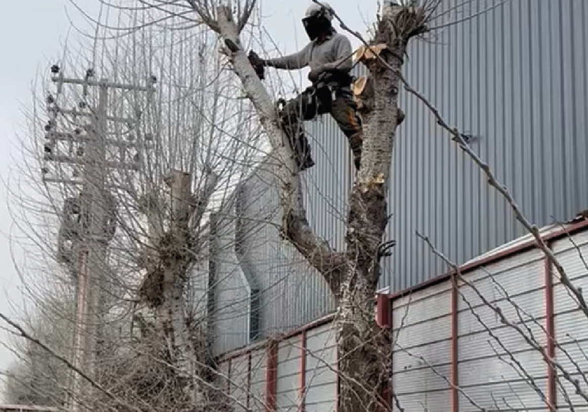 Tala y poda_PODA DE ARBOLES-08