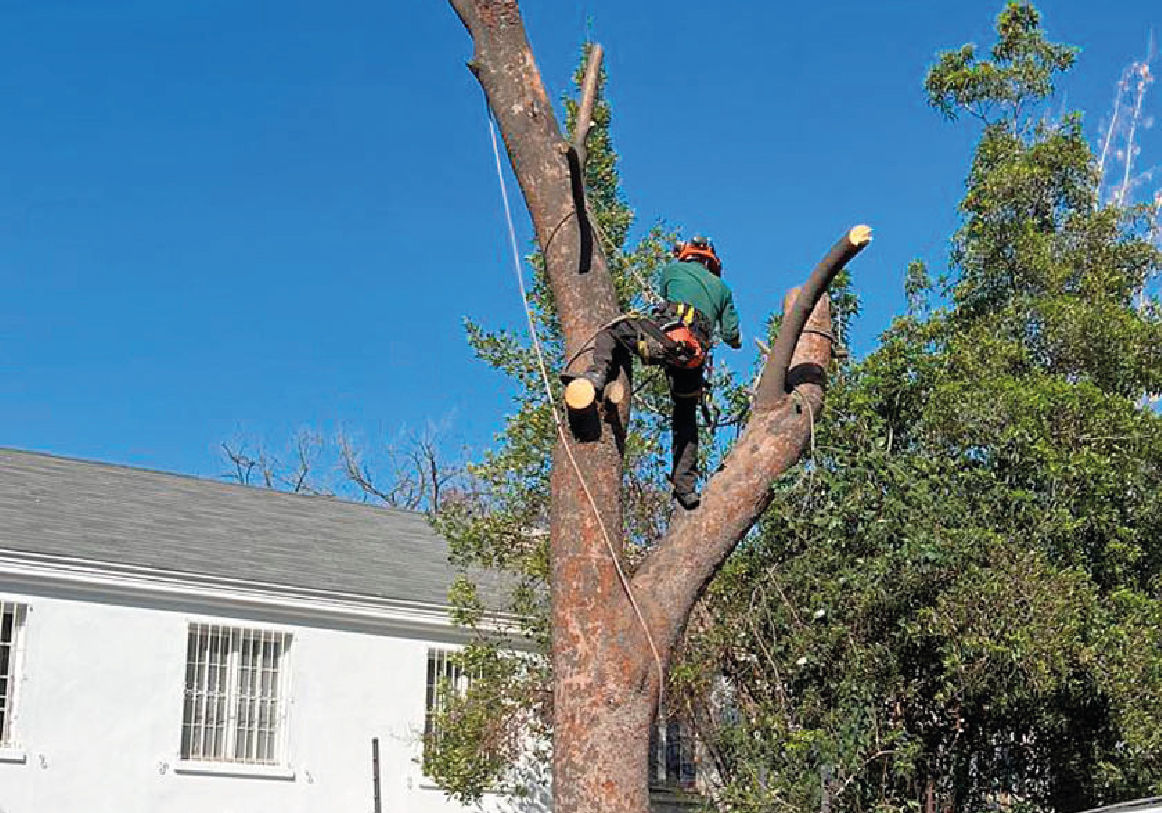 Tala y poda_PODA DE ARBOLES-09