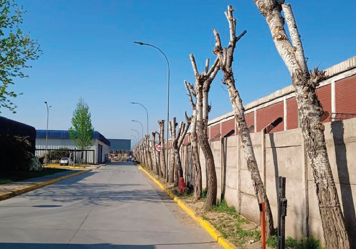 Tala y poda_PODA DE ARBOLES-12