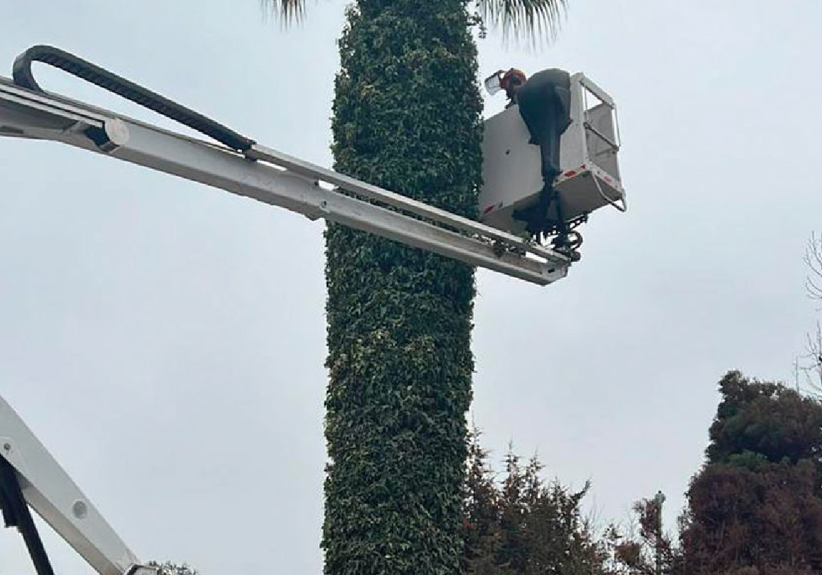 Tala y poda_PODA Y LIMPIEZA DE PALMERAS copia 2