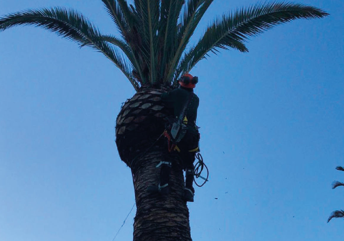Tala y poda_PODA Y LIMPIEZA DE PALMERAS copia 4