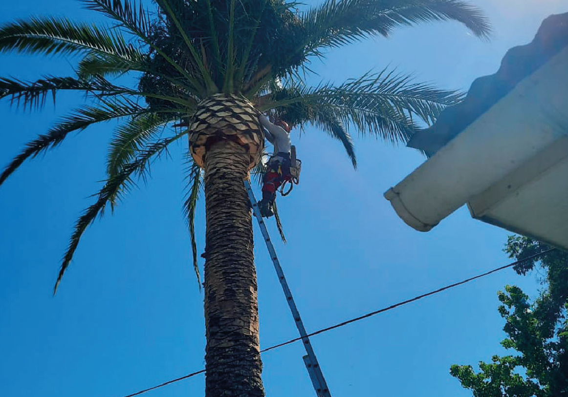 Tala y poda_PODA Y LIMPIEZA DE PALMERAS copia 5