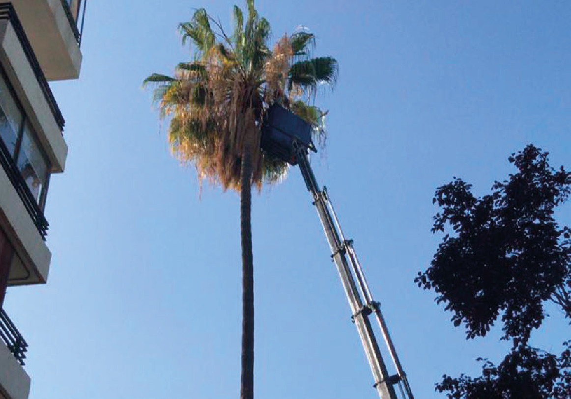 Tala y poda_PODA Y LIMPIEZA DE PALMERAS copia 6