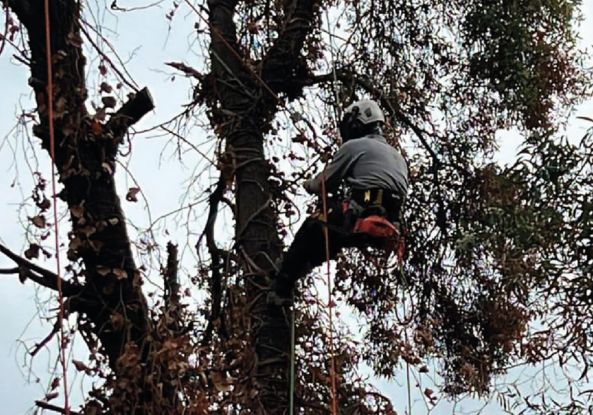Tala y poda_PODAS DE RAMAS PELIGROSAS copia 2