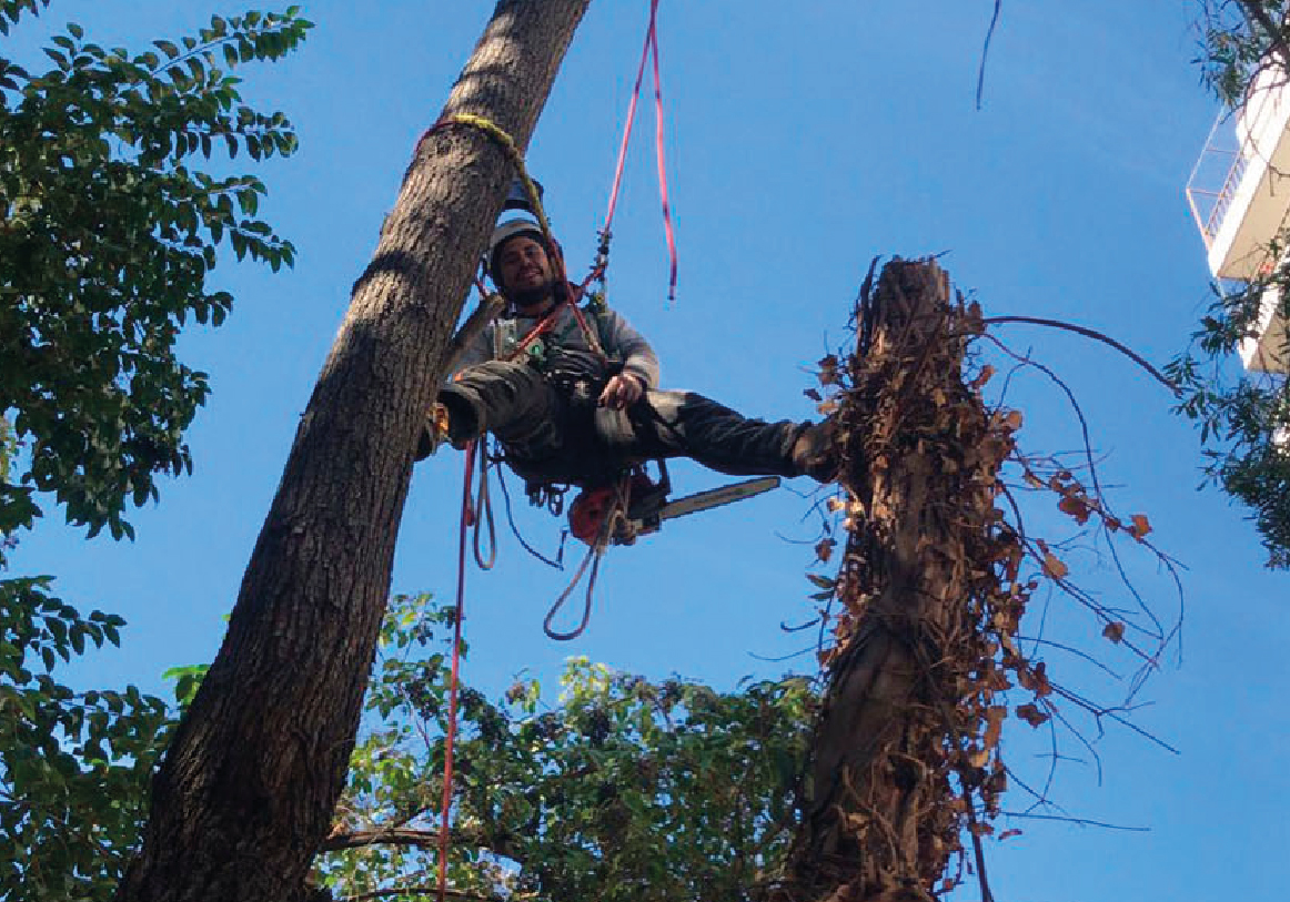 Tala y poda_PODAS DE RAMAS PELIGROSAS copia 3