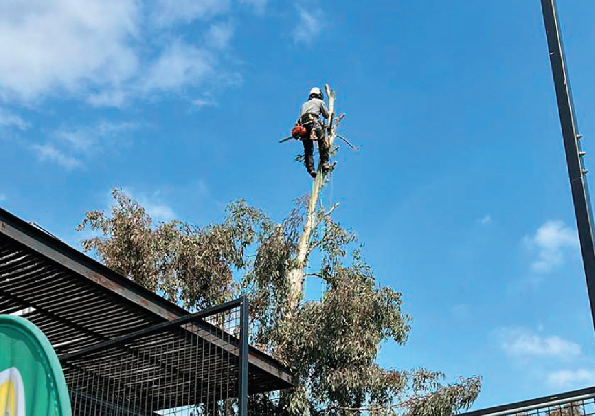 Tala y poda_PODAS DE RAMAS PELIGROSAS copia 4