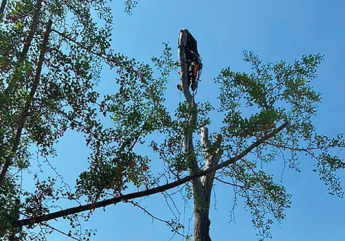 Tala y poda_PODAS DE RAMAS PELIGROSAS copia