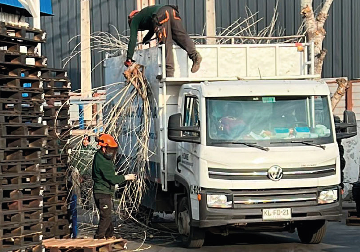 Tala y poda_RETIRO DE RESIDUOS VEGETALES