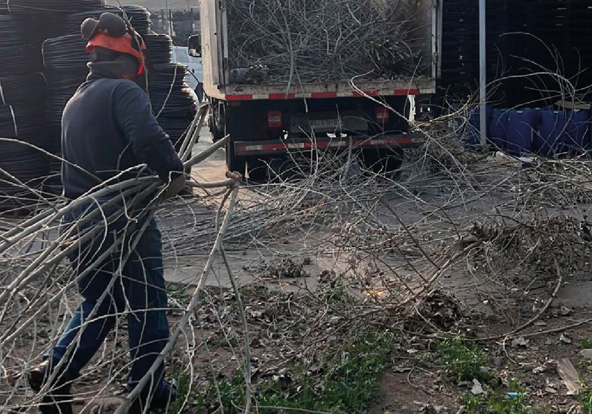 Tala y poda_RETIRO DE RESIDUOS VEGETALES copia 2